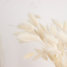 Case of 50 Packs | 15" Natural White Rabbit Tail Dried Pampas Grass Stem Bouquets, Boho Flower Arrangement Sprays