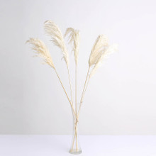 Case of 24 Stems | 32" Off White Dried Natural Pampas Grass Plant Sprays
