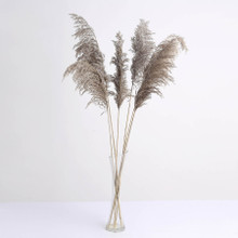 Case of 24 Stems | 32" Natural Tint Dried Natural Pampas Grass Plant Sprays