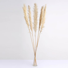 Case of 24 Stems | 49" Wheat Tint Dried Natural Pampas Grass Plant Sprays
