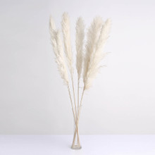 Case of 24 Stems | 49" Off White Dried Natural Pampas Grass Plant Sprays