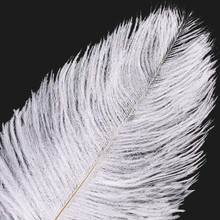 120 White Ostrich Feathers (12-16 Inch)