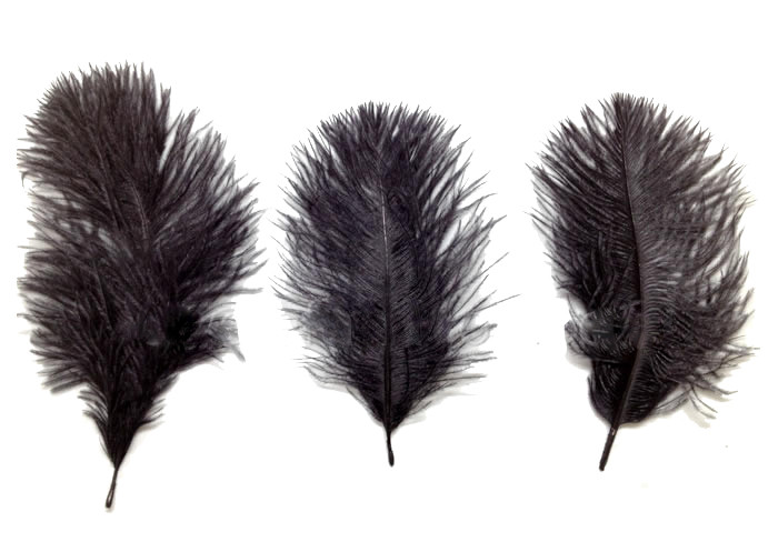 ostrich belly feathers