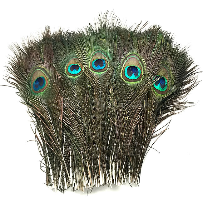 peacock eyes