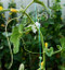 Cucumbers trellised on strings in a poly tunnel.