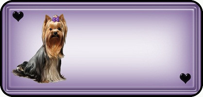 Yorkie Long Hair Teddy S Rainbow