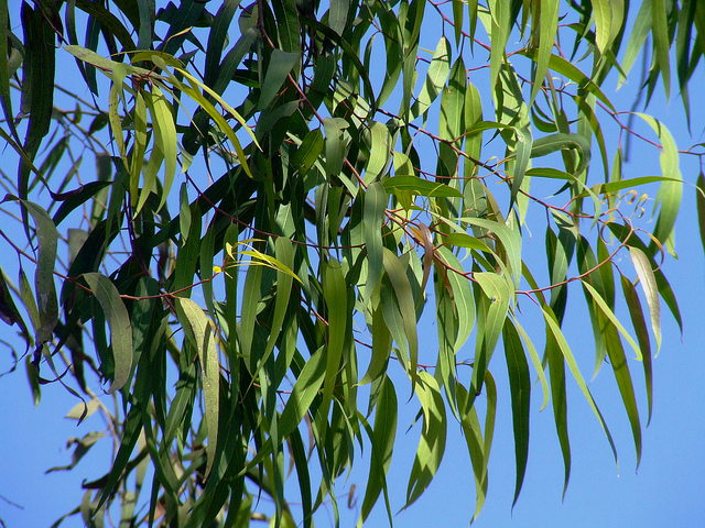 lemon-scented-gum.jpg