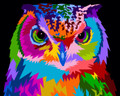 Colourful Owl