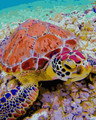 The Majestic Turtle Paint by Numbers