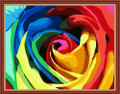 Rainbow Rose