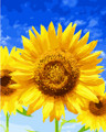 Blue Sky and Sunflowers