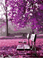 Bench in Purple Garden