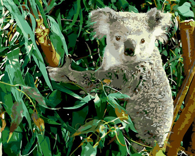 Koala