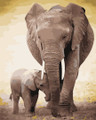 Father and Son elephant
