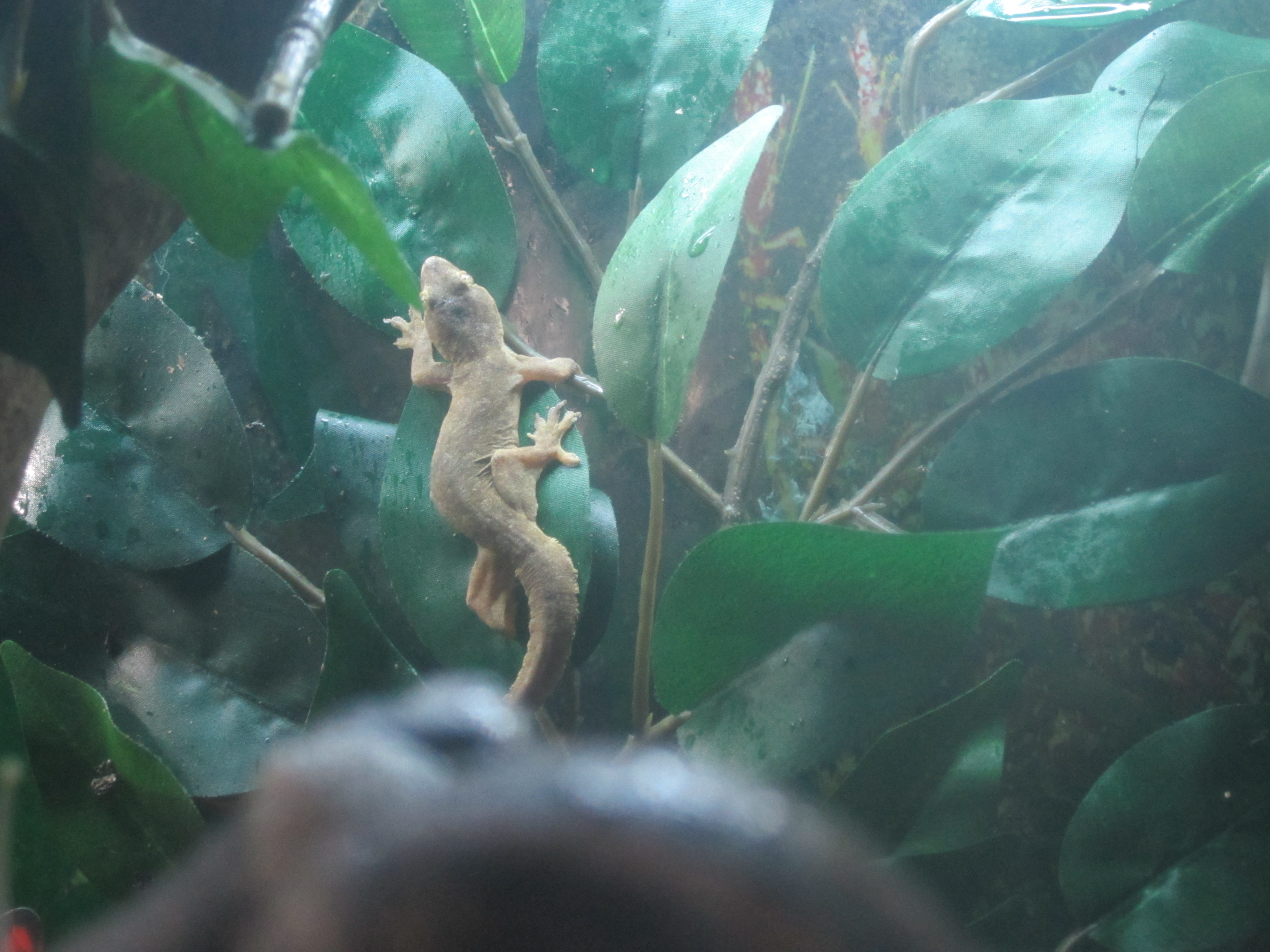 Photo of House Gecko in enclosure