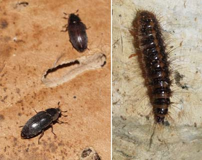 Dermestid beetles and larvae