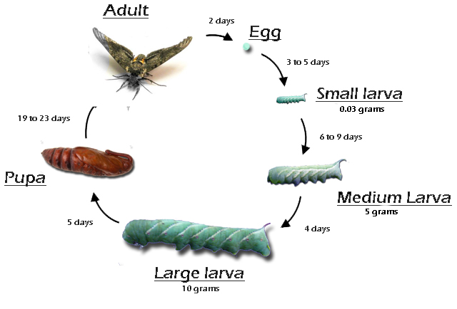 Life cycle of hornworm