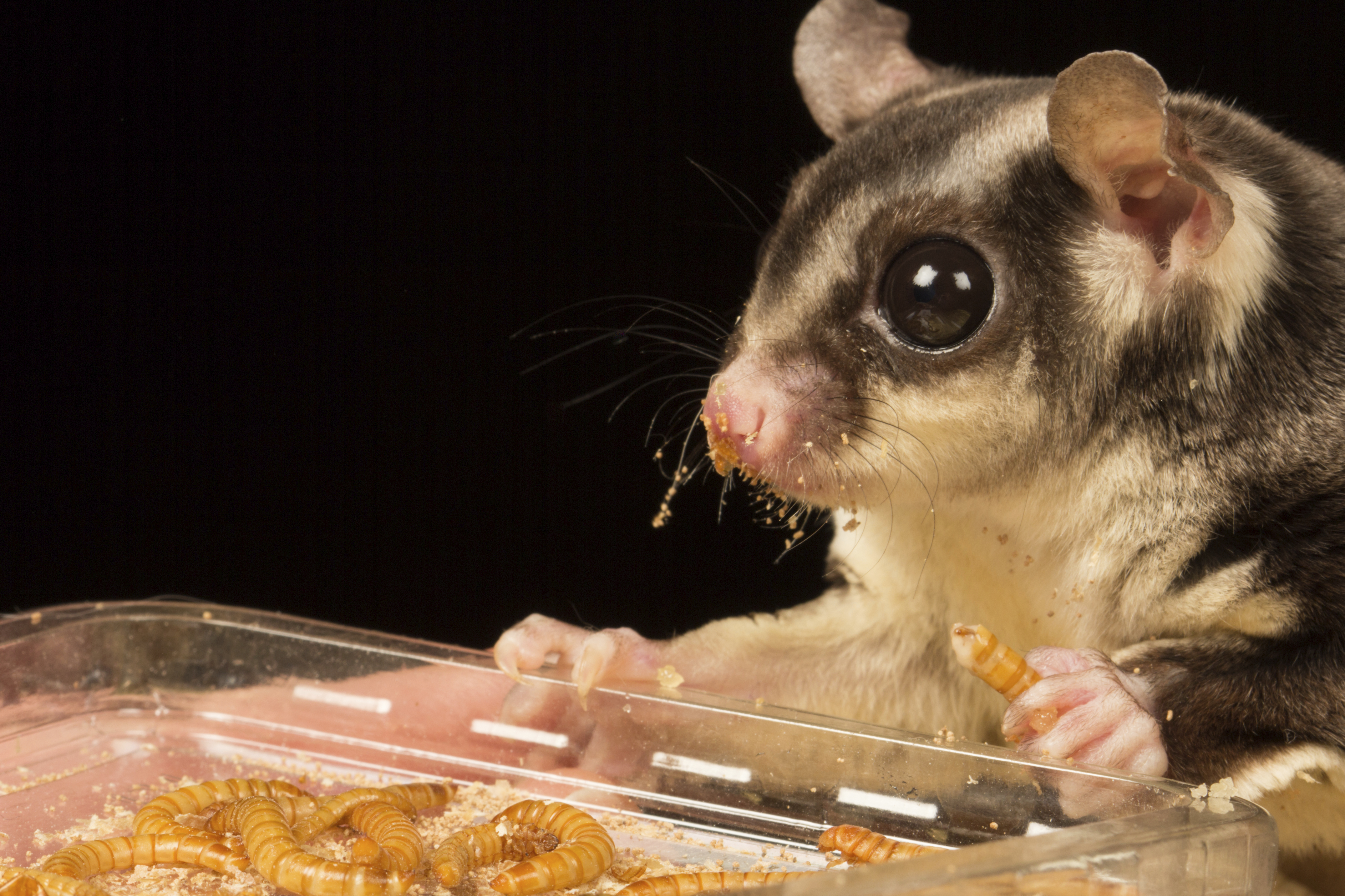 Sugar Glider eating worms