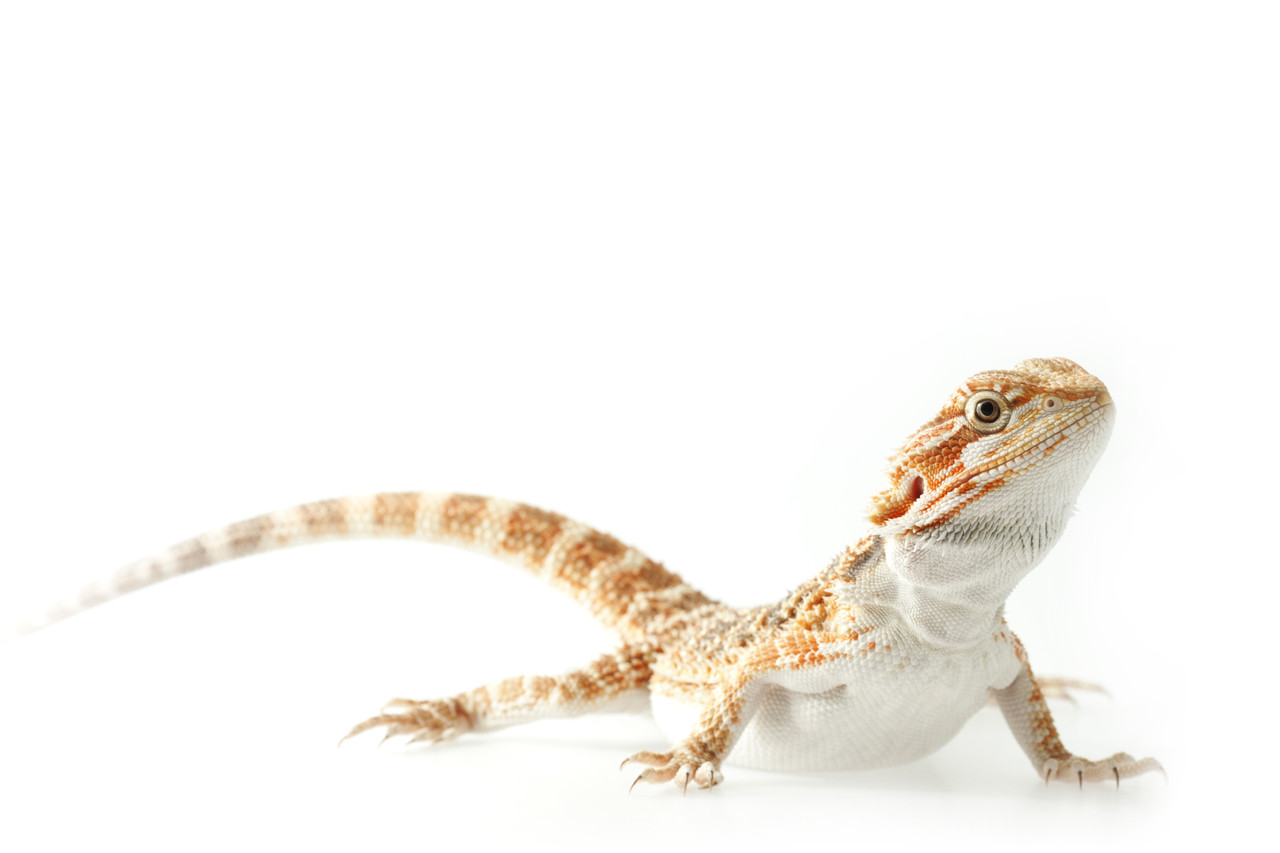 download mealworms for bearded dragons