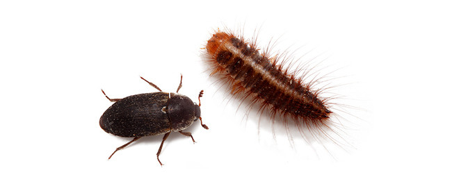 Dermestid Beetle Starter Colony Larvae and Beetles 3000 Taxidermy/Reptile food 