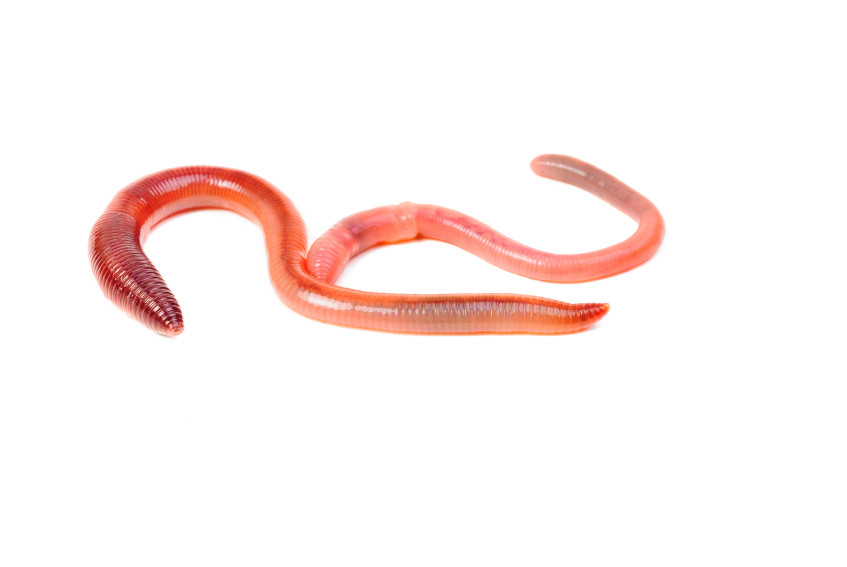 Red Earthworms Rainbow Mealworms Red Earthworms Rainbow Mealworms