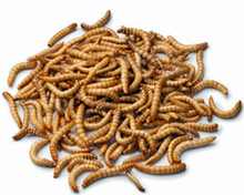 download mealworms rainbow