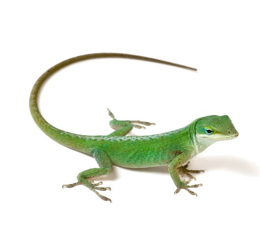 mats for dogs to sleep on