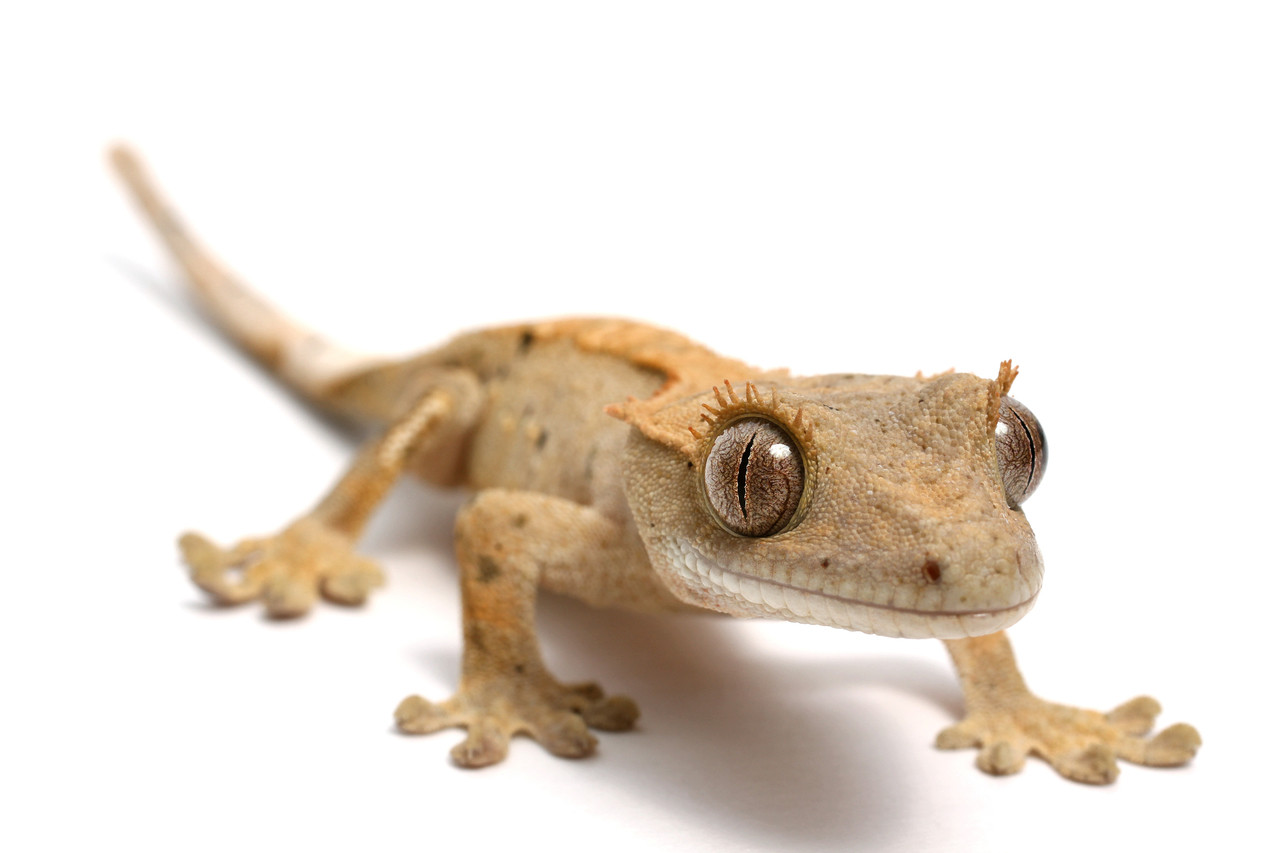 Baby Crested Gecko Sampler Pack