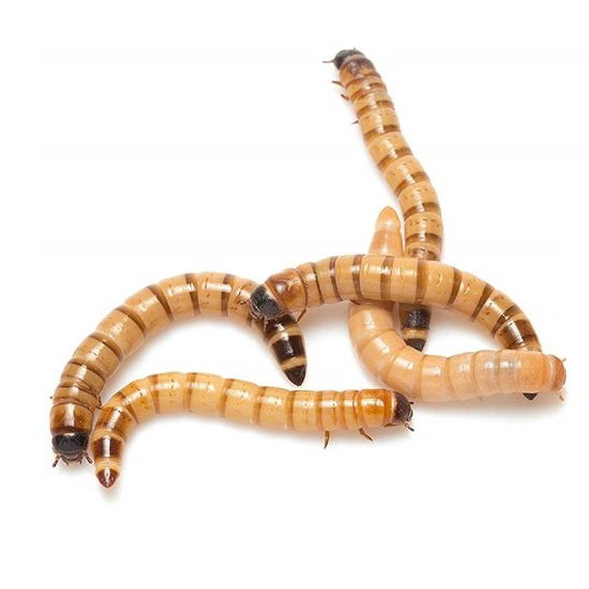 download superworms for sale download superworms for sale