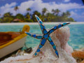 Starfish pendant made of sterling silver and blue opal.