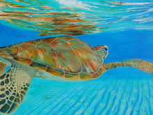 Clear Waters by Sue Trew