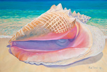 Queen Conch by Sue Trew
