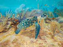 A hawksbill turtle in an underwater garden of soft corals.