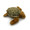 The turtle in the can looks like this!