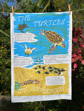 Learn about the turtles of Barbados.