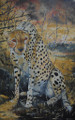Cheetah by Holly Trew