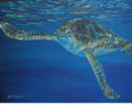 West Coast Turtle by Sue Trew