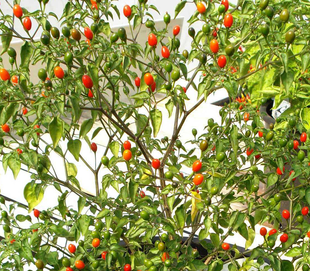McMahon's Texas Bird Pepper Seeds