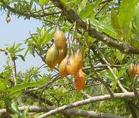 Carica quercifolia - Oak Leaved Papaya