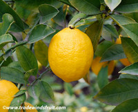 Citrus x Meyeri - Meyer Lemon