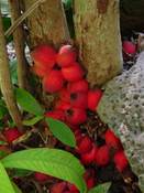Syzygium versteegii -