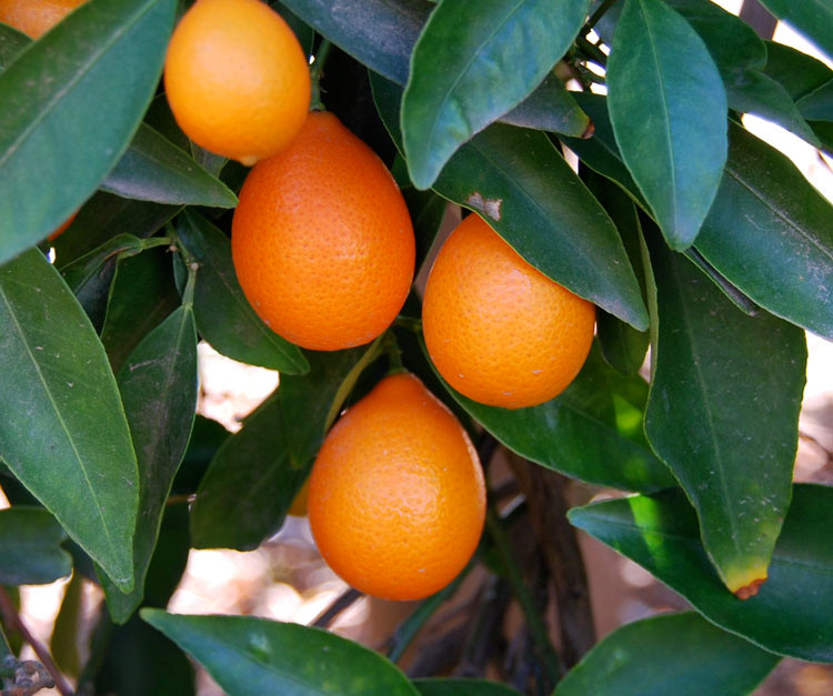 Citrus reticulata x Fortunella - Mandarinquat - Seeds