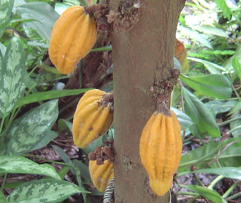 Herrania umbratica Monkey Cacao Seeds