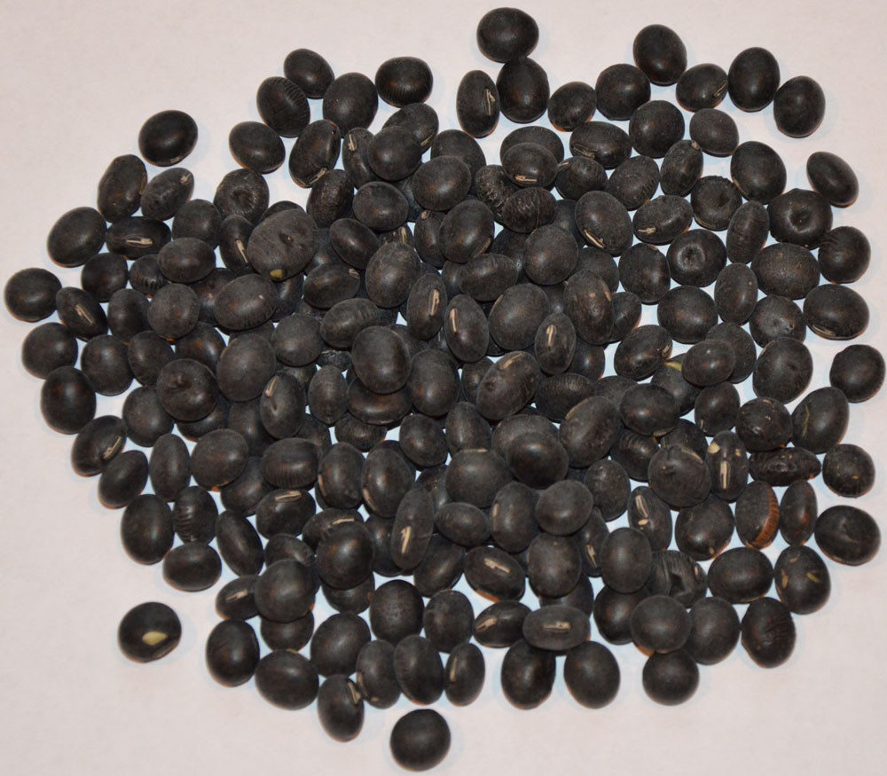 Edamame, Black Seeds