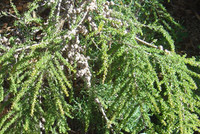 Leptospermum minutifolium - Small Leaved Tea Tree