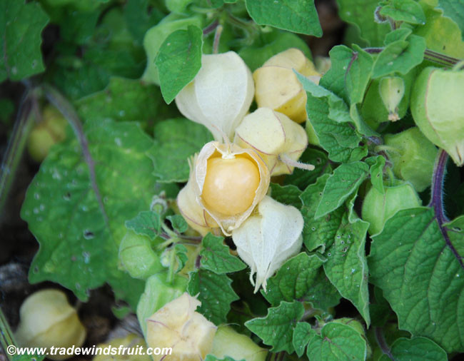 Ground Cherry Seed ~ Aunt Molly/'s /& Cossack Pineapple Physalis pubescens