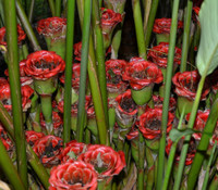 Etlingera venusta - Malay Rose Torch Ginger