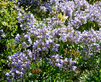 Agapanthus africanus - Lily of the Nile
