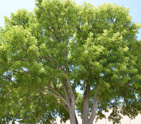 Swietenia mahogani - Brazilian Mahogany - Seeds