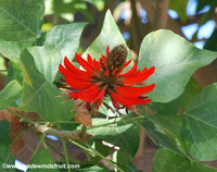 Erythrina coralloides - Mexican Shower Tree